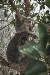BABY KOALA