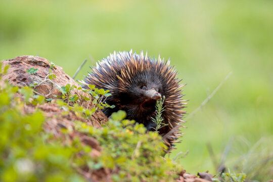 A cute lone Native Australian Echidna foraging for food in the grass
