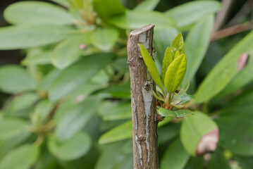 New bud growth after Rhododendron shrub pruning. 