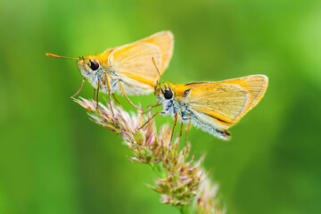 Two large skipper, ochlodes sylvanus butterfly sitting on grass stem. Animal nature bacgkround
