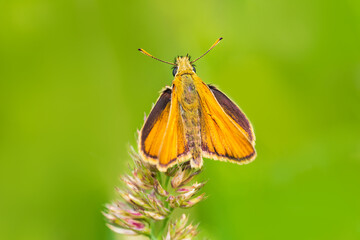 Top view to large skipper, ochlodes sylvanus butterfly sitting on grass stem. Animal nature bacgkround
