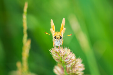 Front view to large skipper, ochlodes sylvanus butterfly sitting on grass stem. Animal nature bacgkround