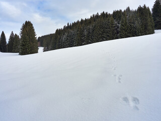 Fototapeta na wymiar Track of a hare leading over a snowy hill in the Allgäu Alps, Germany