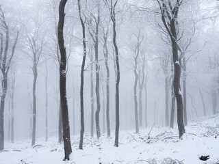 Beech forest of Soonwald in winter, Germany

