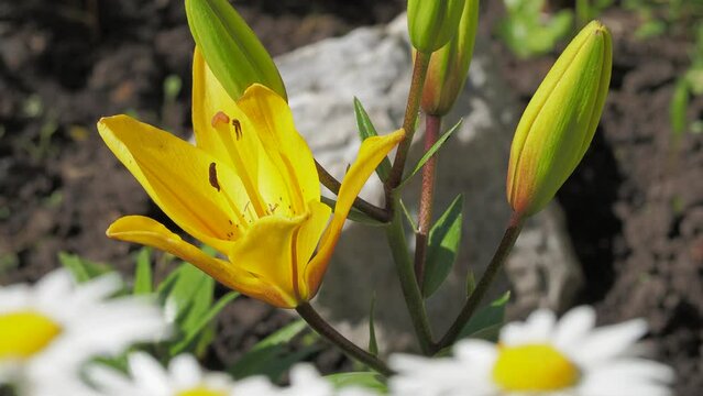 Plants. Lily and daisy flower in the garden. The camera is moving up.
