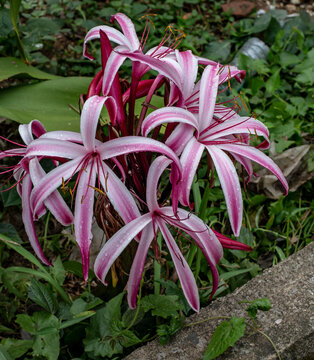 Close up photo of Crinum Amabile Donncrinum Lily in park