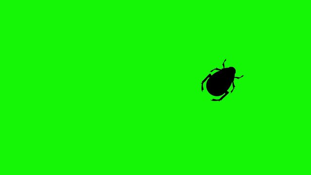 Bug walking animation on green screen chroma key
