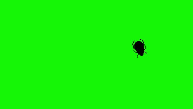 Bug walking animation on green screen chroma key