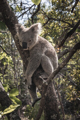 Fototapeta na wymiar Koala Bear 