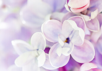 Background of blooming purple terry lilac. Soft focus © OLAYOLA