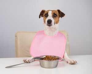 Dog jack russell terrier at the dinner table in a pink bib. 