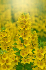  Yellow bells flowers of Lysimachia Punctata In summer blooming season. Outdoors photo. Growing...