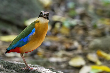 The blue-winged pitta perching on the rock in the forest , Thailand