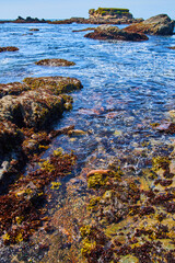 Ocean tide pools with kelp and green leaves