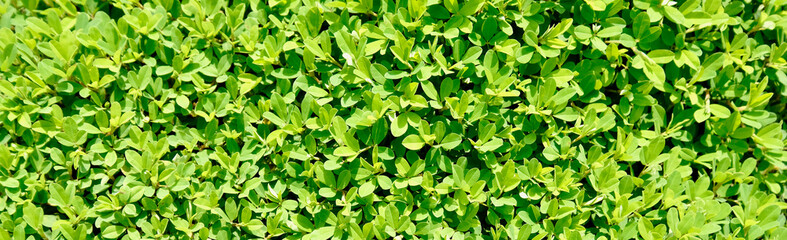 【素材】グリーンリーフ（ワイド）