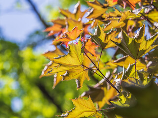 Tree branch with dark red leaves, Acer platanoides, the Norway maple Crimson King. Red Maple acutifoliate Crimson King, young plant with green background.