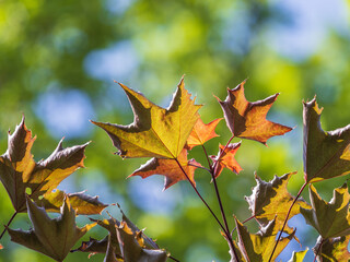 Tree branch with dark red leaves, Acer platanoides, the Norway maple Crimson King. Red Maple acutifoliate Crimson King, young plant with green background.