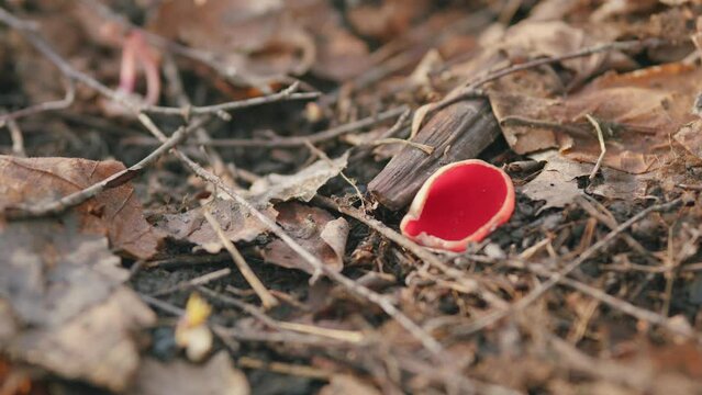 Sarcoscypha coccinea, species of fungus. Early spring.