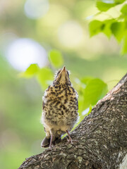 A fieldfare chick, Turdus pilaris, has left the nest and is sitting on a branch. A chick of fieldfare sitting and waiting for a parent on a branch.