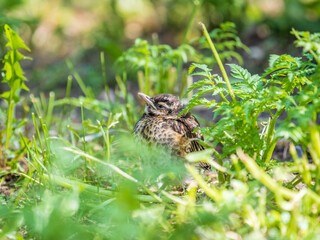 A Redwing chick, Turdus iliacus,, has left the nest and sitting on the spring lawn. A Redwing chick, a bird in the thrush family, sits on the ground and waits for food from its parents.