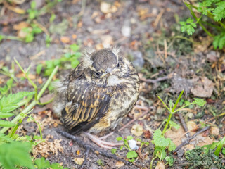 A Redwing chick, Turdus iliacus,, has left the nest and sitting on the spring lawn. A Redwing chick, a bird in the thrush family, sits on the ground and waits for food from its parents.