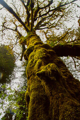 Fototapeta premium Looking up at tree fully covered in moss during evening light