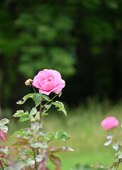 ピンクの薔薇の花