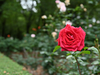 真っ赤な一輪の薔薇