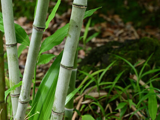 竹林と苔むした岩