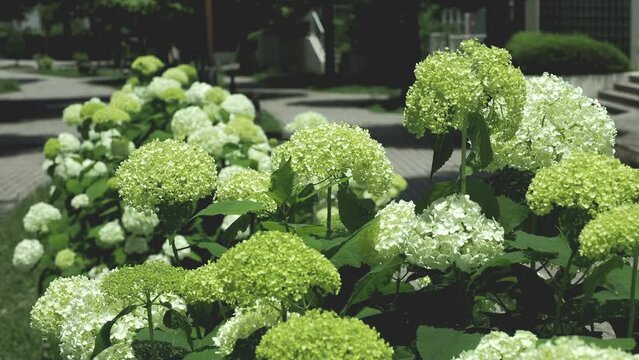 
Tokyo,Japan - June 12, 2022: Annabelle in full bloom along the mall in Tama City, Tokyo
