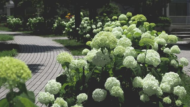 
Tokyo,Japan - June 12, 2022: Annabelle in full bloom along the mall in Tama City, Tokyo
