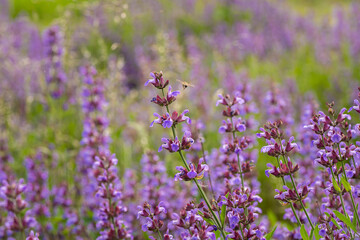 Nice purple summer flowers on field at sunny day, macro nature and flora