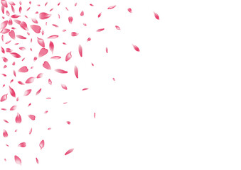 White Sakura Petal Vector White Background.