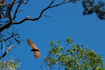 bat flying at mission beach queensland