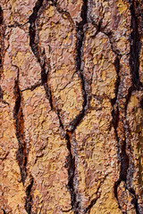 Tree bark textural asset detail of cracks and moss