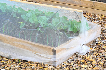 cultivating box covered in cabbage net in garden