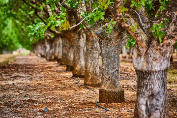 Tree trunks in detail of row of almond trees in farm