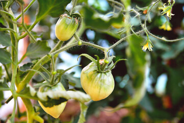 Young green tomatoes of the bull's heart variety grow in a greenhouse in the garden, evening sunlight. Close-up, selective focus, soft focus.
