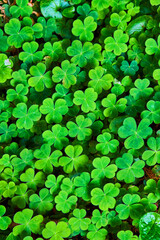 Texture asset of green clovers in forest
