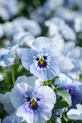 Closeup of a blue pansy blossom (Genus Viola).