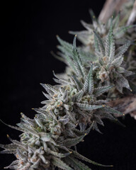 Fresh cannabis flowers and buds. Marijuana plants with buds.