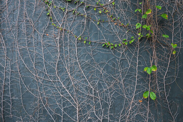 climber plant​ with green leaves and dry branch on​ gray wall