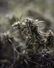 Fresh cannabis flowers and buds. Marijuana plants with buds.