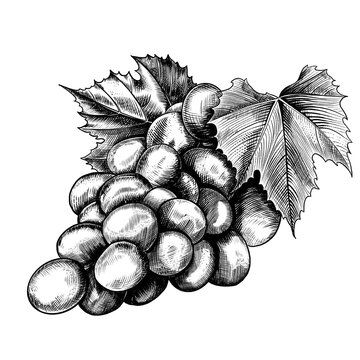 recommend clip art: Ripe bunch of grapes in engraving technique close-up.