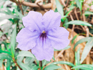 Purple flowers ,Five-petaled flowers are blooming