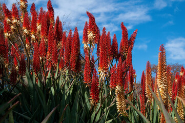 Sydney Australia, garden of orange and yellow aloe plants