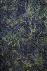 Harvested cannabis plants with drying buds and flowers