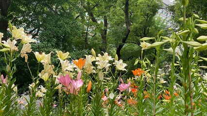 The colorful lilies garden at Hibiya park Tokyo, summer blossoms in bloom, year 2022 June 11th © KAYO SUGIUCHI