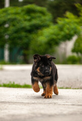 German shepherd puppies on green grass 
