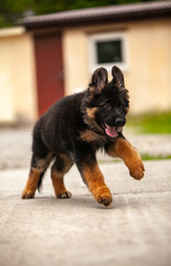 German shepherd puppies on green grass 